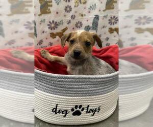 Collie-Unknown Mix Dogs for adoption in Rosenberg, TX, USA