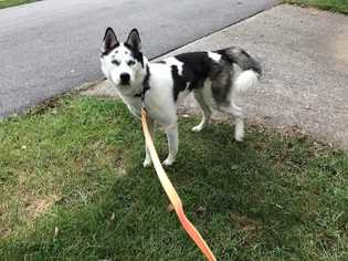 Small Alaskan Husky-Alaskan Malamute Mix