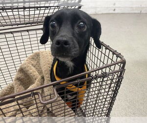 Chihuahua Dogs for adoption in San Bernardino, CA, USA