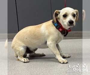 Chiweenie Dogs for adoption in Washington, DC, USA