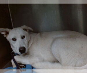 German Shepherd Dog-Unknown Mix Dogs for adoption in Downey, CA, USA