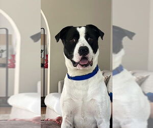 Labrador Retriever-Unknown Mix Dogs for adoption in Louisville, KY, USA