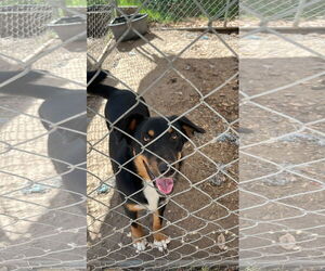 Australian Shepherd-Unknown Mix Dogs for adoption in Woodland, CA, USA