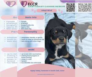 Beagle-Collie Mix Dogs for adoption in pomfret, CT, USA