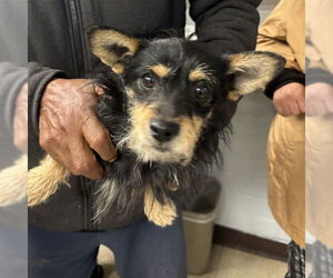 Mutt Dogs for adoption in Stockton, CA, USA