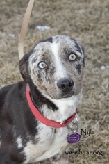 Catahoula Leopard Dog Dogs for adoption in Cheyenne, WY, USA