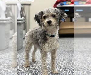 Mutt Dogs for adoption in Bemidji, MN, USA