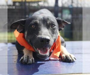 Mutt Dogs for adoption in San Antonio, TX, USA