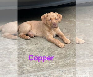 Golden Labrador Dogs for adoption in Ball Ground, GA, USA