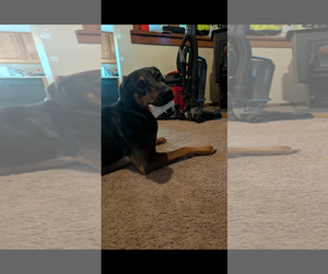 Mutt Dogs for adoption in Sterling, MA, USA