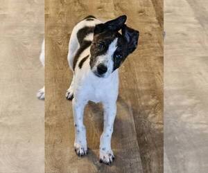 Rat Terrier Dogs for adoption in Poplar Bluff, MO, USA