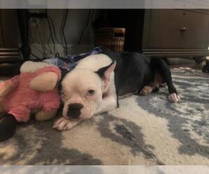 Boston Terrier Dogs for adoption in Coppell, TX, USA