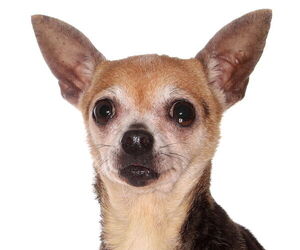 Chihuahua Dogs for adoption in Oakland Park, FL, USA