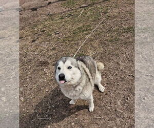 Huskies -Unknown Mix Dogs for adoption in New London, WI, USA