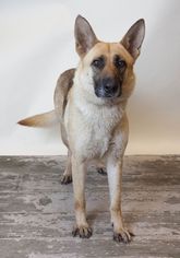 German Shepherd Dog Dogs for adoption in Rockwall, TX, USA