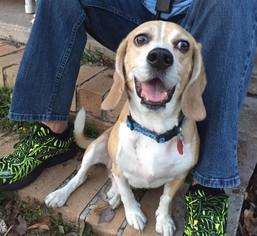 Medium Photo #1 Beagle Puppy For Sale in Jacksonville , FL, USA