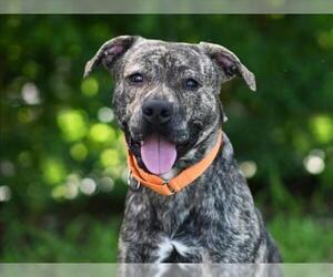 Plott Hound-Unknown Mix Dogs for adoption in Tavares, FL, USA
