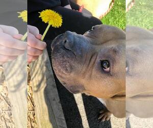American Pit Bull Terrier-Bulldog Mix Dogs for adoption in Island Lake, IL, USA