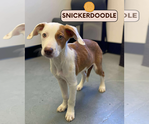 Mutt Dogs for adoption in Brooklyn, NY, USA