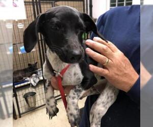Dachshund Dogs for adoption in Denison, TX, USA