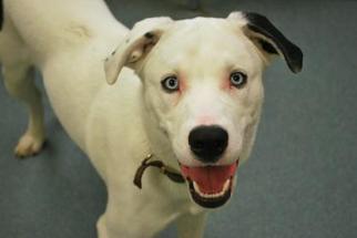 Dalmatian Dogs for adoption in Newton, KS, USA