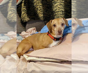 Chiweenie Dogs for adoption in Tampa, FL, USA