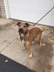 Mutt Dogs for adoption in Traverse City, MI, USA