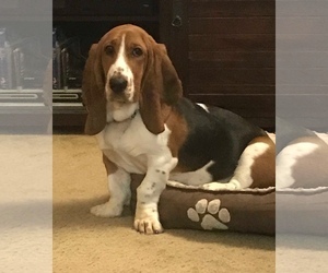 Basset Hound Dogs for adoption in Harrison, AR, USA
