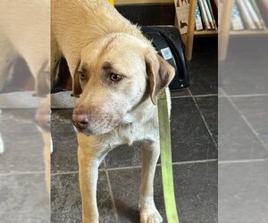 Labrador Retriever-Unknown Mix Dogs for adoption in South Lake Tahoe, CA, USA