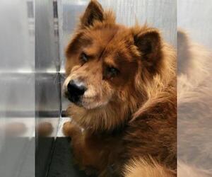 Chow Chow-Unknown Mix Dogs for adoption in San Antonio, TX, USA