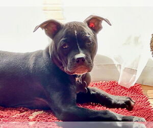 American Staffordshire Terrier-Boston Terrier Mix Dogs for adoption in Cary, NC, USA