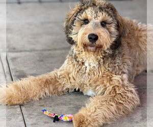 Poodle (Standard) Dogs for adoption in Glendale , AZ, USA