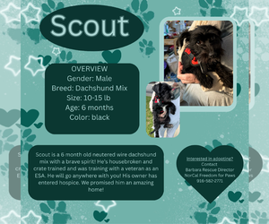 Dachshund-Unknown Mix Dogs for adoption in Rancho Cordova, CA, USA