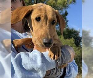 Labrador Retriever-Unknown Mix Dogs for adoption in Conroe, TX, USA