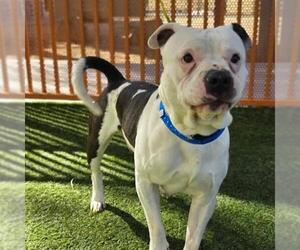 Mutt Dogs for adoption in Las Vegas, NV, USA