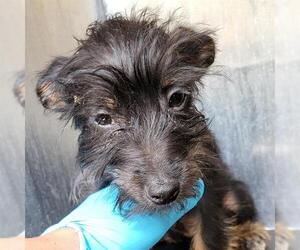Mutt Dogs for adoption in San Antonio, TX, USA