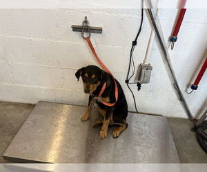 Rottweiler-Unknown Mix Dogs for adoption in Corona, CA, USA