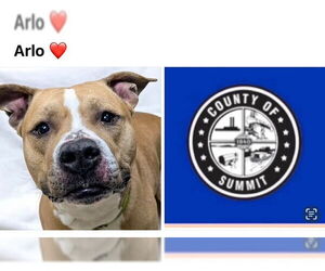 American Staffordshire Terrier-Unknown Mix Dogs for adoption in Akron, OH, USA