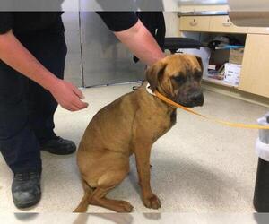 Bullmastiff-Unknown Mix Dogs for adoption in Riverside, CA, USA
