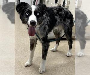 Australian Shepherd-Unknown Mix Dogs for adoption in Grand Prairie, TX, USA