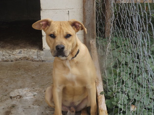 American Pit Bull Terrier-Labrador Retriever Mix Dogs for adoption in Zaleski, OH, USA