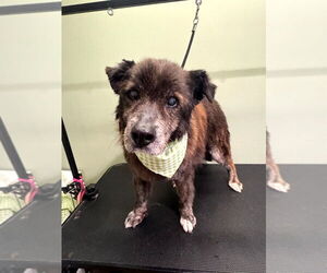 Mutt Dogs for adoption in South Bend, IN, USA