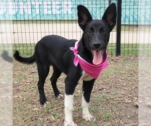 German Shepherd Dog-Unknown Mix Dogs for adoption in San Antonio, TX, USA