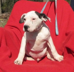 Small Catahoula Leopard Dog-Chinese Shar-Pei Mix