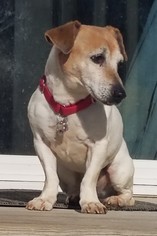 Medium Photo #1 Jack Russell Terrier Puppy For Sale in Lovingston, VA, USA