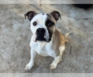 Boxer Dogs for adoption in Charlotte, NC, USA