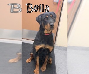 Rottweiler Dogs for adoption in Tremont, IL, USA
