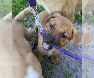 Shepradors Dogs for adoption in Royal Palm Beach, FL, USA