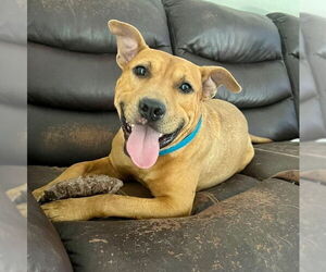 American Pit Bull Terrier-Unknown Mix Dogs for adoption in columbia, SC, USA