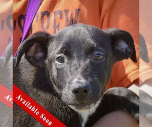Border Collie-Unknown Mix Dogs for adoption in Huntley, IL, USA
